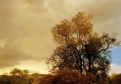 Taos, Oak Tree — fine art print by Alex Hoerner